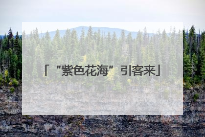 “紫色花海”引客来