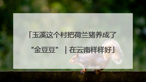 玉溪这个村把荷兰猪养成了“金豆豆”｜在云南样样好