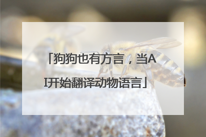 狗狗也有方言，当AI开始翻译动物语言