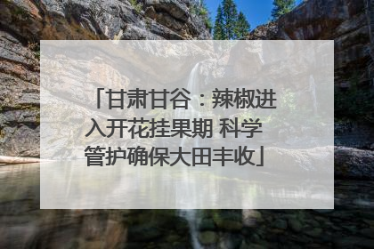 甘肃甘谷：辣椒进入开花挂果期 科学管护确保大田丰收