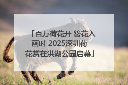 百万荷花开 簪花入画时 2025深圳荷花赏在洪湖公园启幕