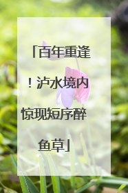 百年重逢！泸水境内惊现短序醉鱼草