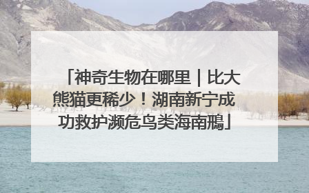 神奇生物在哪里｜比大熊猫更稀少！湖南新宁成功救护濒危鸟类海南鳽