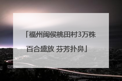 福州闽侯桃田村3万株百合盛放 芬芳扑鼻