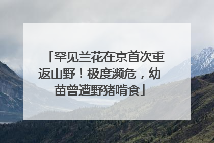 罕见兰花在京首次重返山野！极度濒危，幼苗曾遭野猪啃食