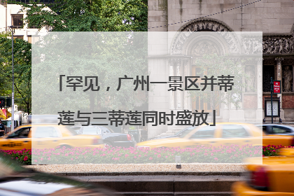 罕见，广州一景区并蒂莲与三蒂莲同时盛放