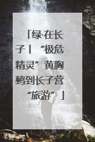 绿·在长子丨“极危精灵”黄胸鹀到长子营“旅游”