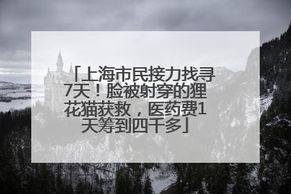 上海市民接力找寻7天！脸被射穿的狸花猫获救，医药费1天筹到四千多