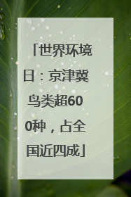 世界环境日：京津冀鸟类超600种，占全国近四成