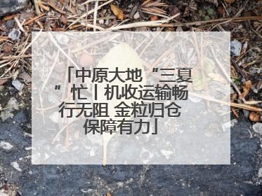 中原大地“三夏”忙丨机收运输畅行无阻 金粒归仓保障有力