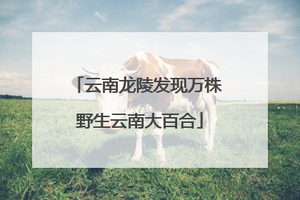 云南龙陵发现万株野生云南大百合