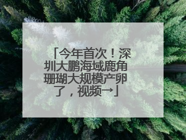 今年首次！深圳大鹏海域鹿角珊瑚大规模产卵了，视频→
