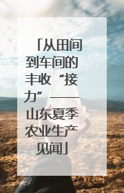 从田间到车间的丰收“接力”——山东夏季农业生产见闻