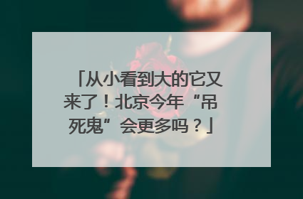 从小看到大的它又来了！北京今年“吊死鬼”会更多吗？