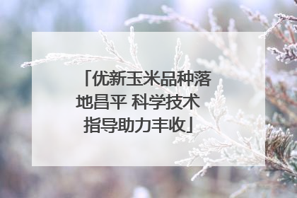 优新玉米品种落地昌平 科学技术指导助力丰收