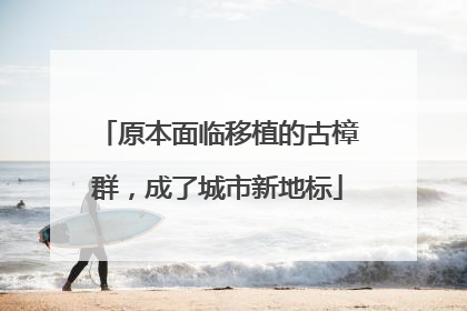 原本面临移植的古樟群，成了城市新地标