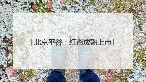 北京平谷：红杏成熟上市
