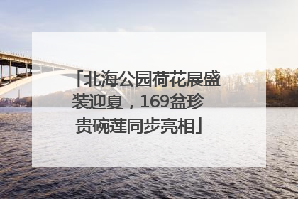 北海公园荷花展盛装迎夏，169盆珍贵碗莲同步亮相