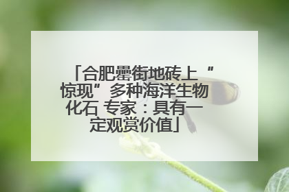 合肥罍街地砖上“惊现”多种海洋生物化石 专家：具有一定观赏价值