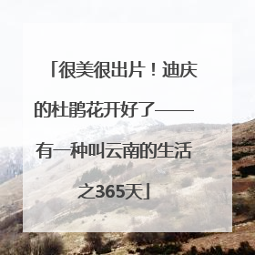 很美很出片！迪庆的杜鹃花开好了——有一种叫云南的生活之365天