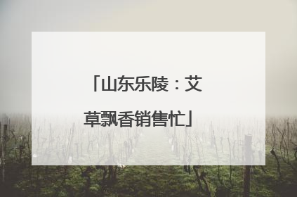 山东乐陵：艾草飘香销售忙