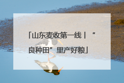 山东麦收第一线丨“良种田”里产好粮
