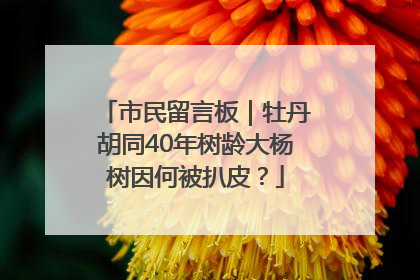 市民留言板｜牡丹胡同40年树龄大杨树因何被扒皮？