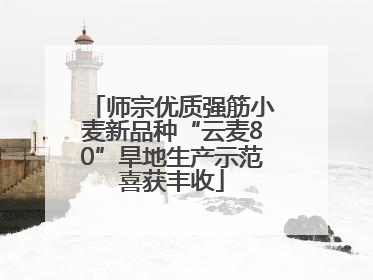 师宗优质强筋小麦新品种“云麦80”旱地生产示范喜获丰收