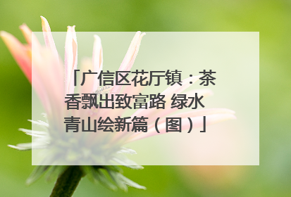 广信区花厅镇：茶香飘出致富路 绿水青山绘新篇（图）