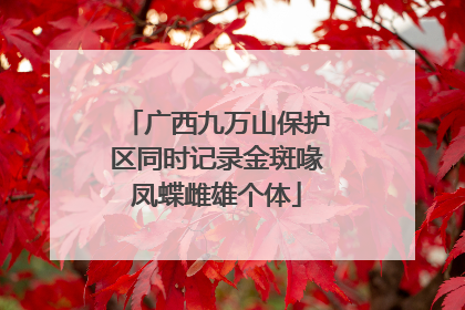 广西九万山保护区同时记录金斑喙凤蝶雌雄个体