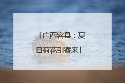 广西容县：夏日荷花引客来