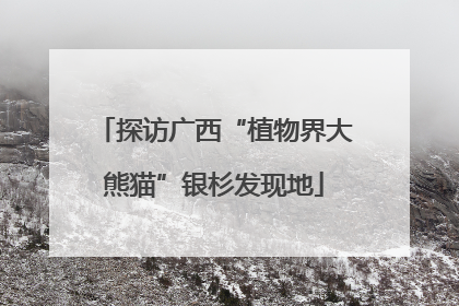 探访广西“植物界大熊猫”银杉发现地