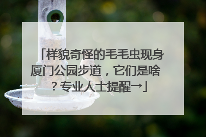 样貌奇怪的毛毛虫现身厦门公园步道，它们是啥？专业人士提醒→