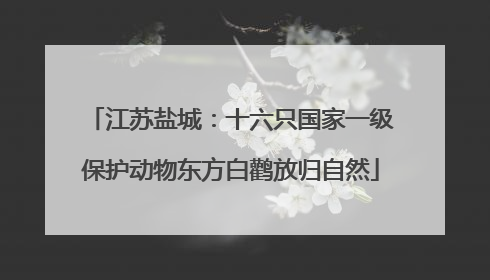 江苏盐城：十六只国家一级保护动物东方白鹳放归自然