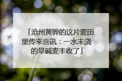 沧州黄骅的这片麦田里传来喜讯：一水未浇的旱碱麦丰收了