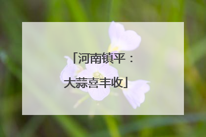 河南镇平：大蒜喜丰收