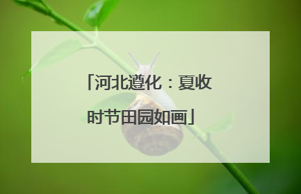 河北遵化：夏收时节田园如画