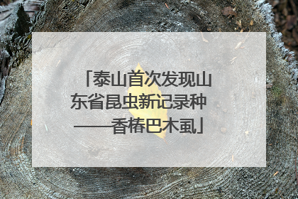 泰山首次发现山东省昆虫新记录种——香椿巴木虱