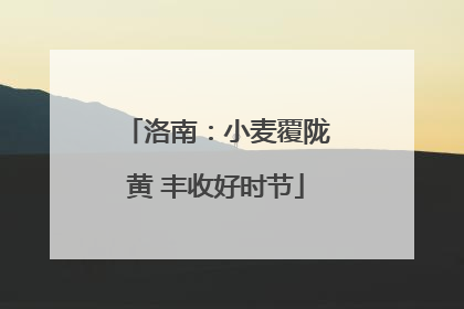 洛南：小麦覆陇黄 丰收好时节