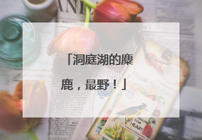 洞庭湖的麋鹿，最野！