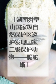 湖南舜皇山国家级自然保护区巡护发现国家二级保护动物——脆蛇蜥