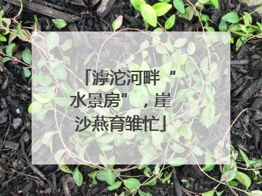滹沱河畔“水景房”，崖沙燕育雏忙