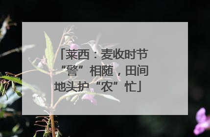 莱西：麦收时节“警”相随，田间地头护“农”忙