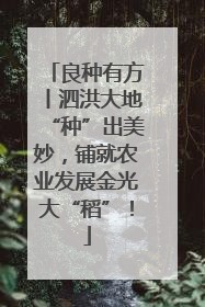 良种有方丨泗洪大地“种”出美妙，铺就农业发展金光大“稻”！