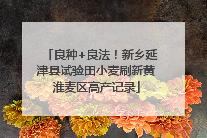 良种+良法！新乡延津县试验田小麦刷新黄淮麦区高产记录