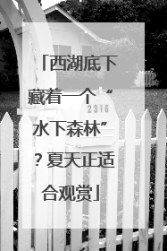 西湖底下藏着一个“水下森林”？夏天正适合观赏
