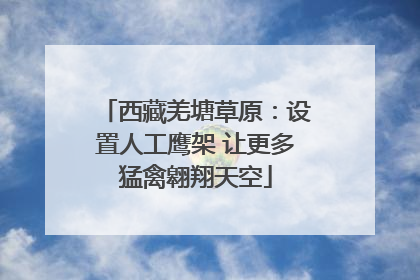 西藏羌塘草原：设置人工鹰架 让更多猛禽翱翔天空