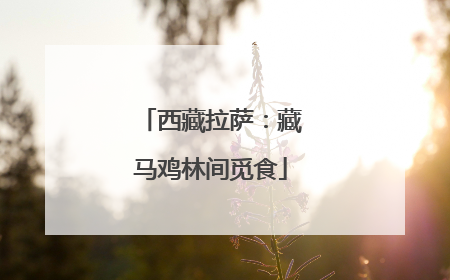 西藏拉萨：藏马鸡林间觅食