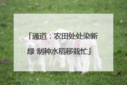 通道：农田处处染新绿 制种水稻移栽忙