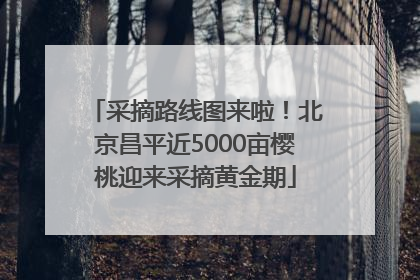 采摘路线图来啦！北京昌平近5000亩樱桃迎来采摘黄金期
